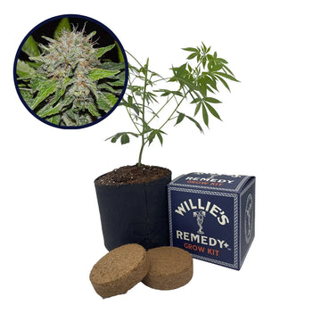 Deep Mandarine Strain Grow Kit