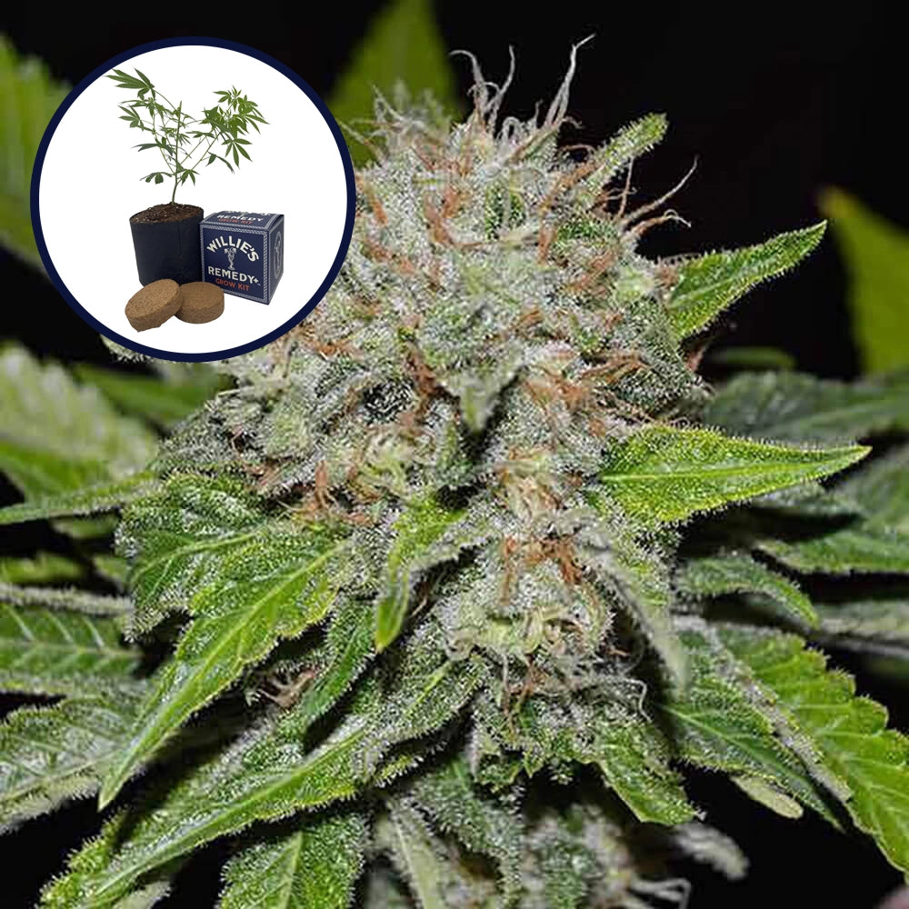 Deep Mandarine Grow Kit