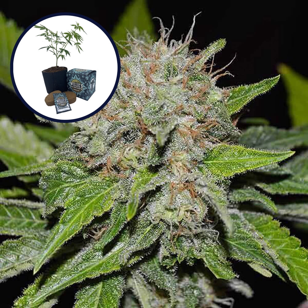 Deep Mandarine High Yield Grow Kit