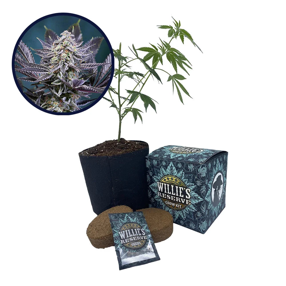 Deep Purple Strain High Yield Grow Kit
