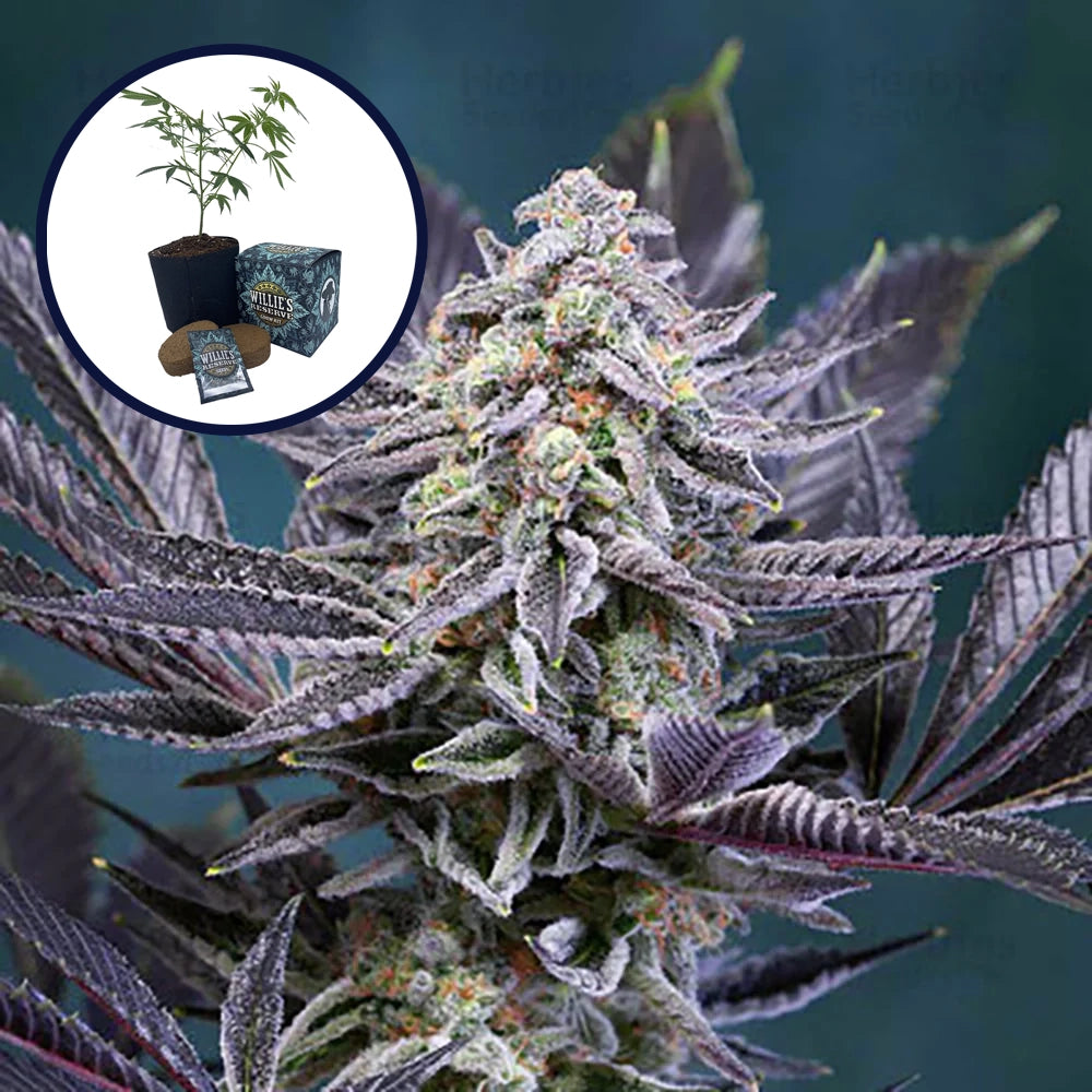 Deep Purple High Yield Grow Kit