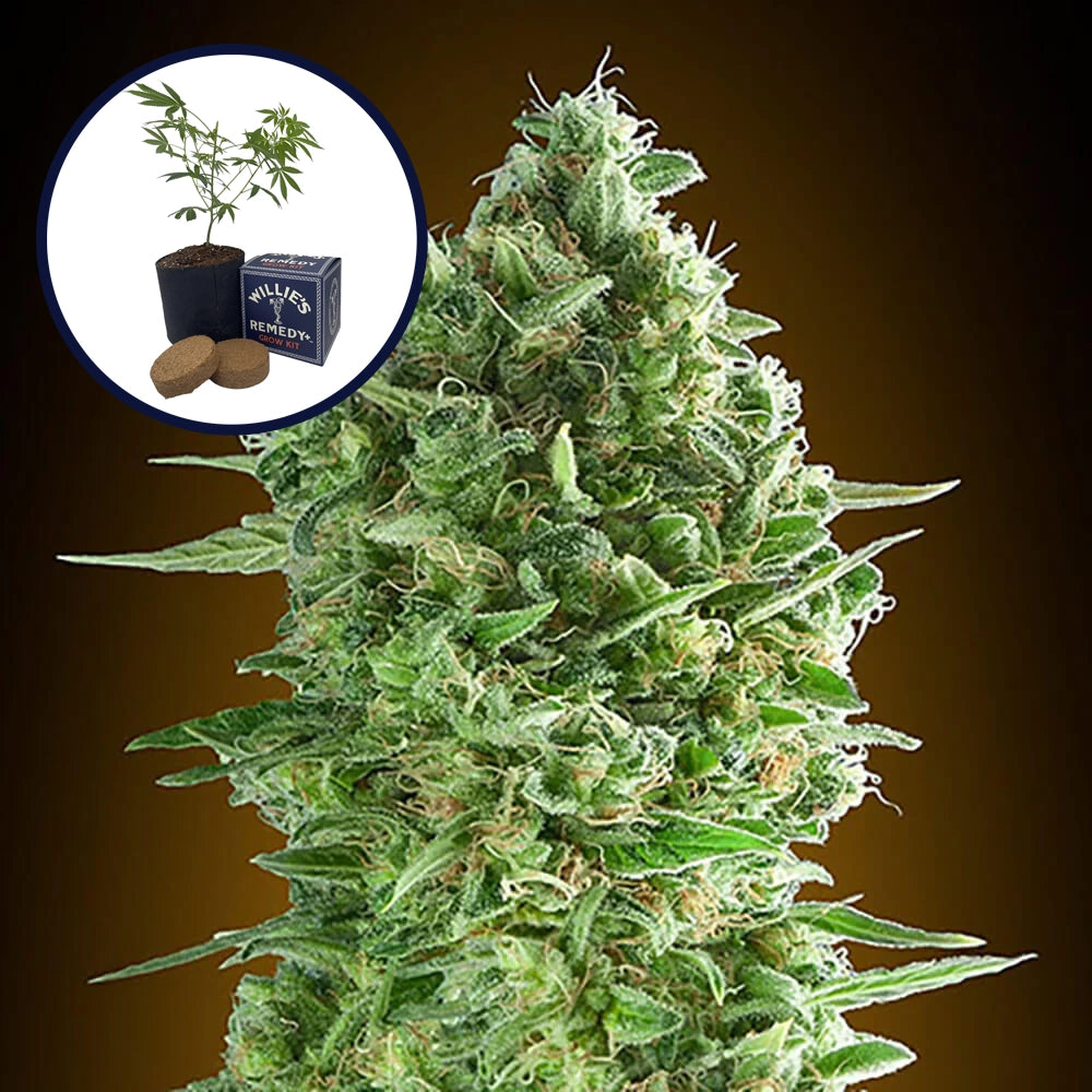 Do-Si-Dos Grow Kit