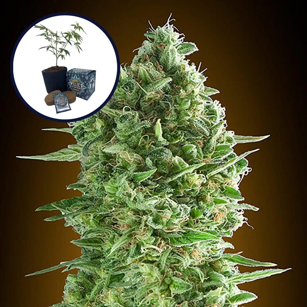 Do-Si-Dos High Yield Grow Kit