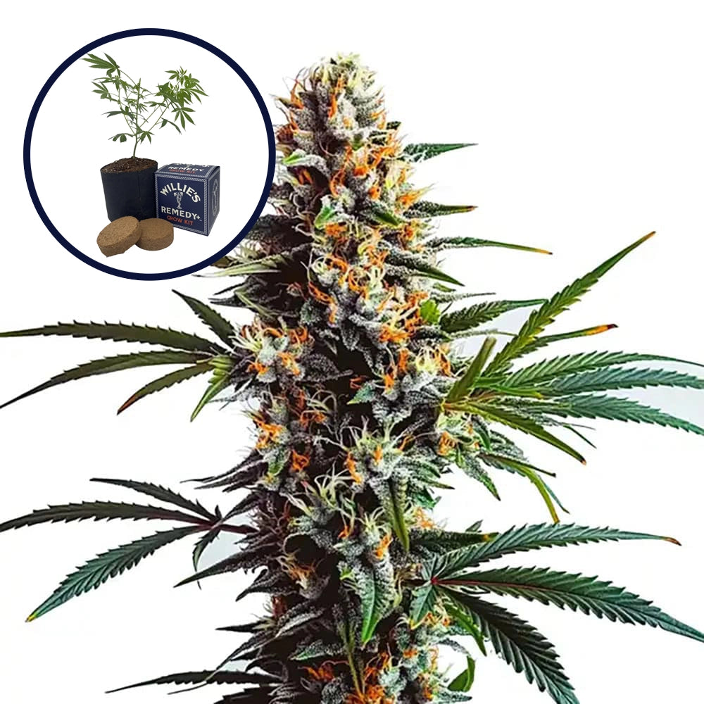 Doug's Varin Grow Kit