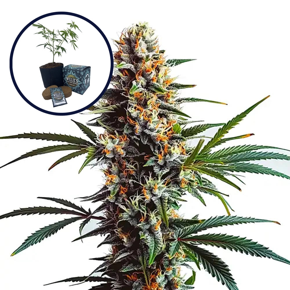 Doug's Varin High Yield Grow Kit