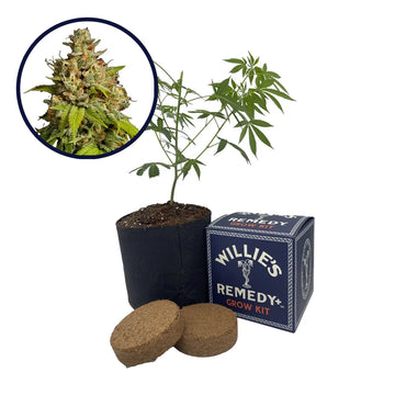 Durban Poison Strain Grow Kit (THCA)
