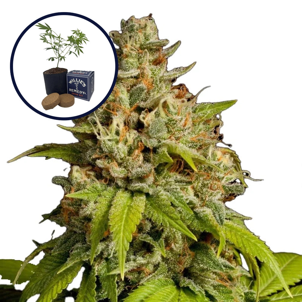 Durban Poison Grow Kit