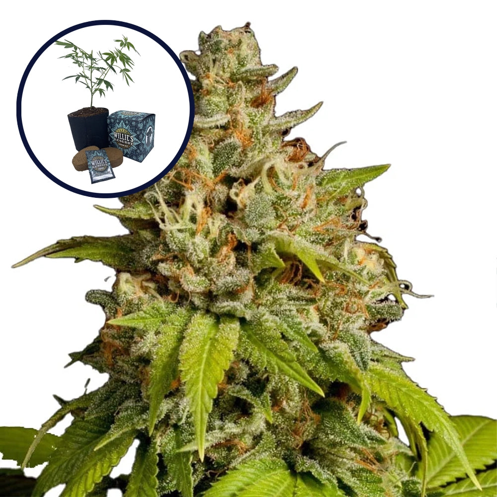 Durban Poison High Yield Grow Kit