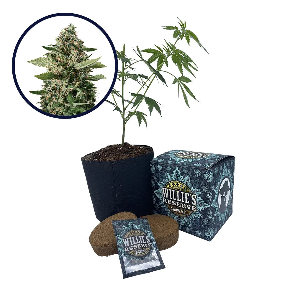 East Coast Sour Diesel Strain High Yield Grow Kit