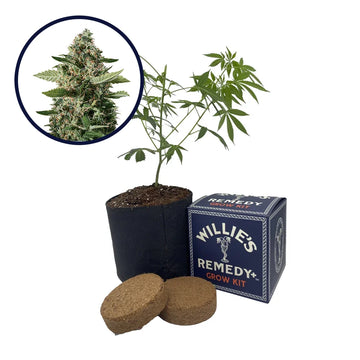 East Coast Sour Diesel Strain Grow Kit