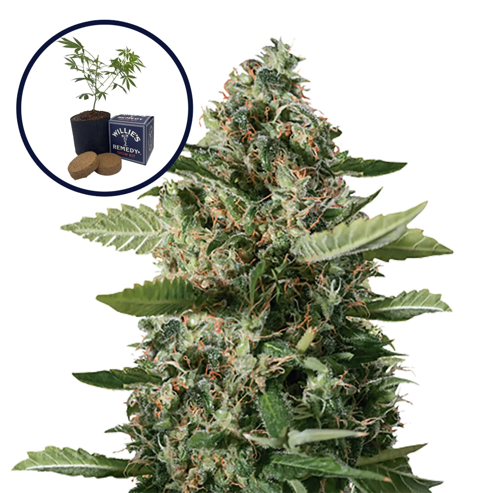 East Coast Sour Diesel Grow Kit