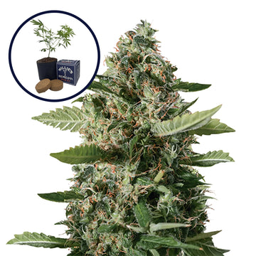 East Coast Sour Diesel Grow Kit
