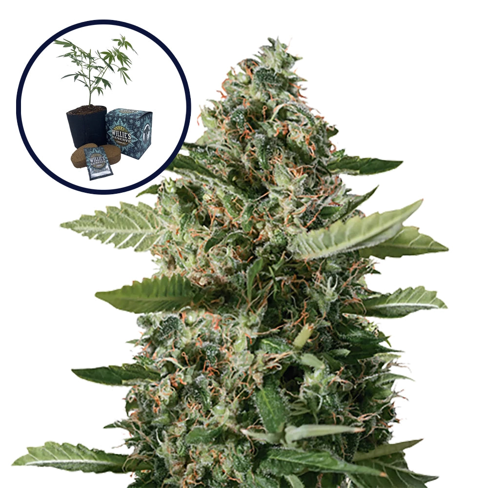 East Coast Sour Diesel High Yield Grow Kit