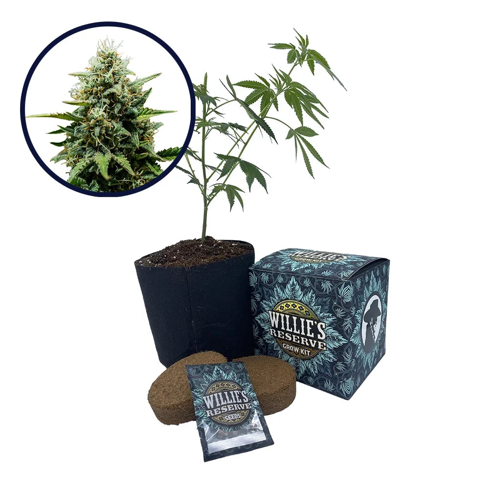 Fat Banana Strain High Yield Grow Kit
