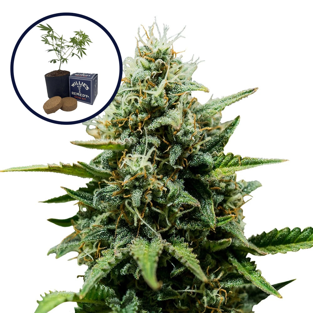 Fat Banana Grow Kit