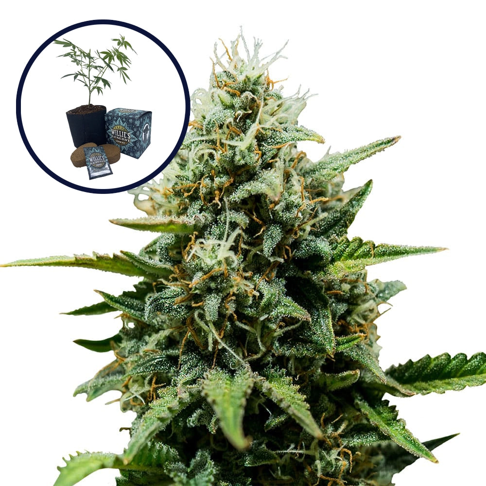 Fat Banana High Yield Grow Kit