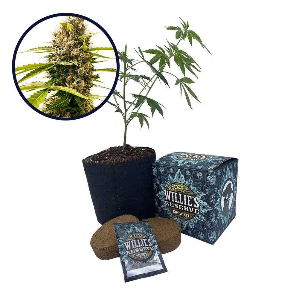 Fat Cheetah Strain High Yield Grow Kit