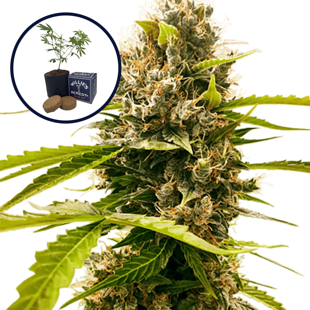 Fat Cheetah Grow Kit