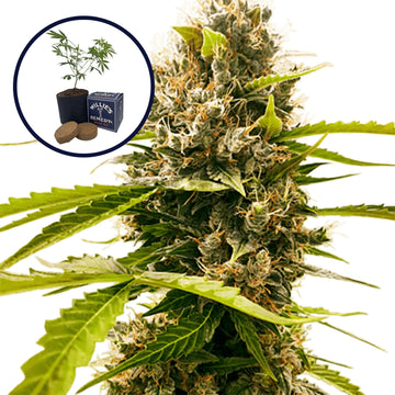 Fat Cheetah Grow Kit