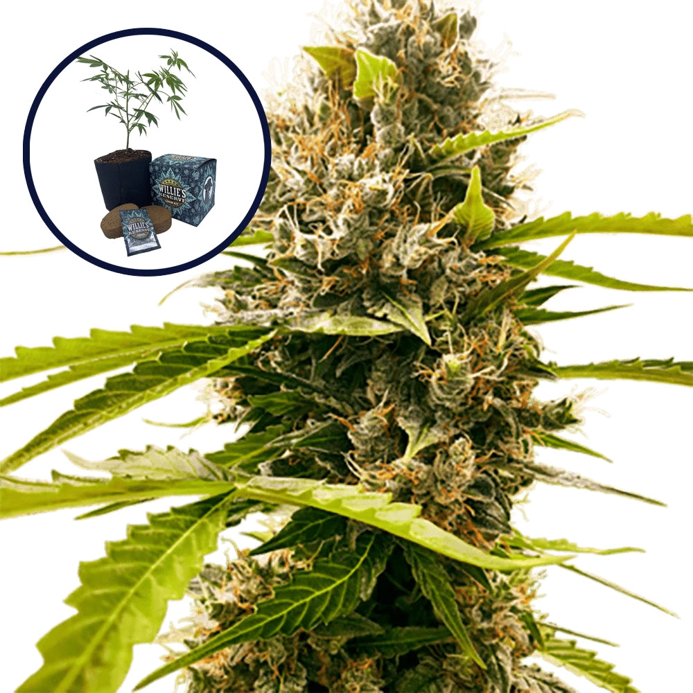 Fat Cheetah High Yield Grow Kit