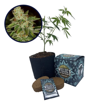 Fire OG Strain High Yield Grow Kit