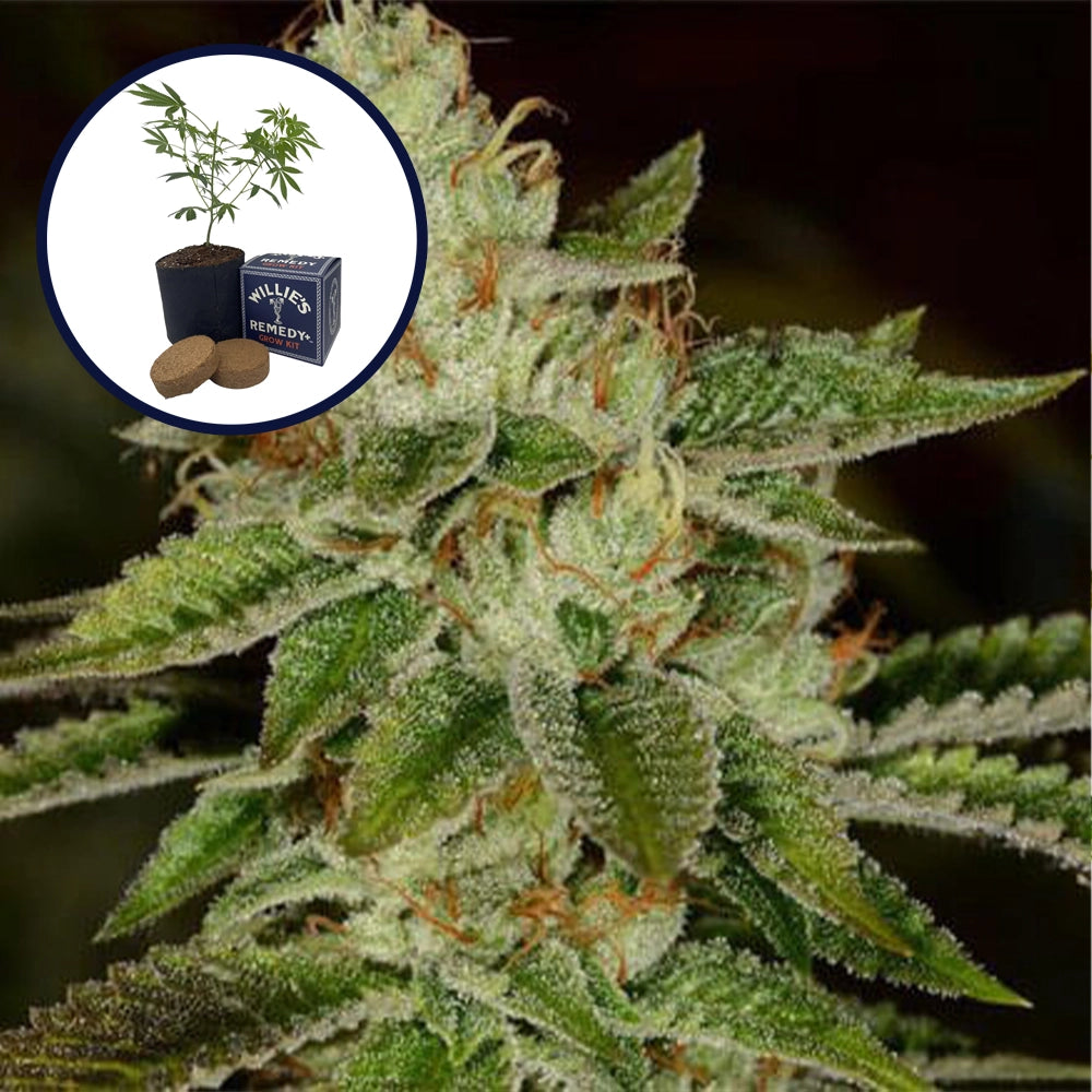 Fire OG Grow Kit