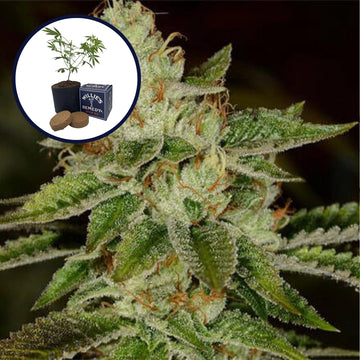 Fire OG Grow Kit