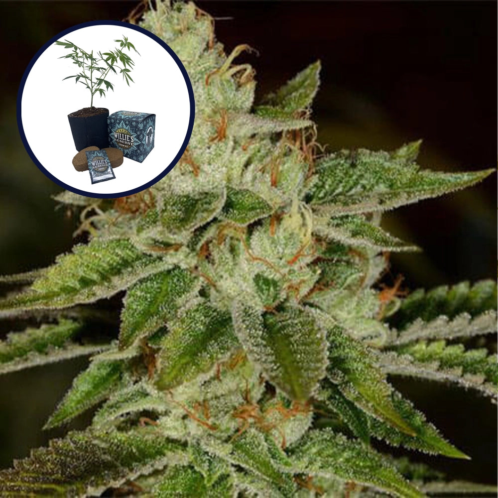 Fire OG High Yield Grow Kit