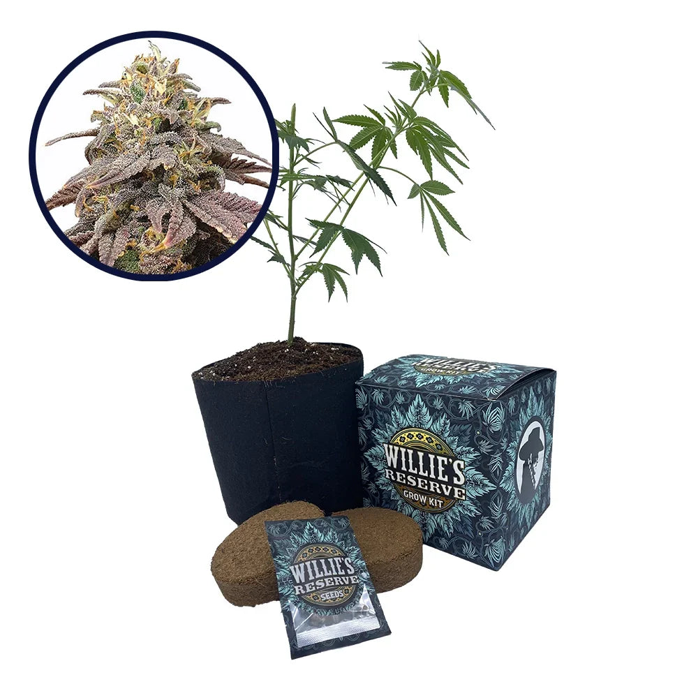 Forbidden Fruit Strain High Yield Grow Kit (THCA)