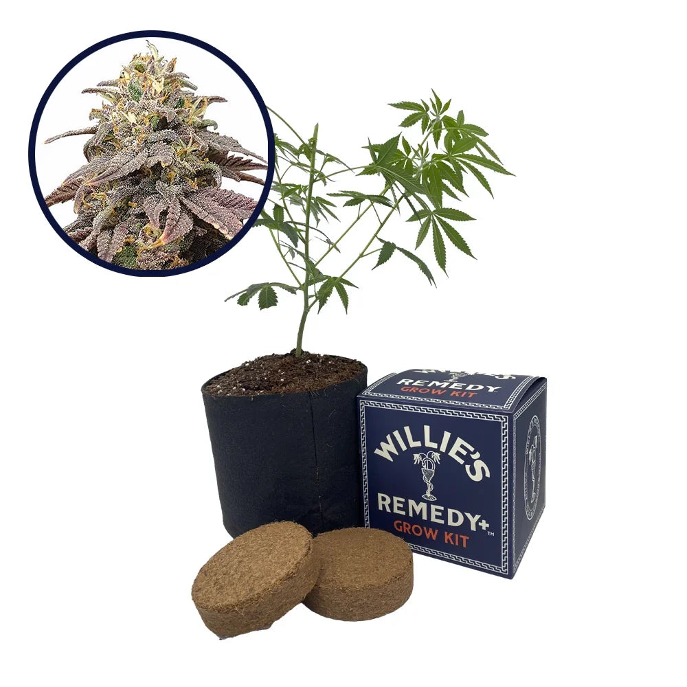 Forbidden Fruit Strain Grow Kit (THCA)