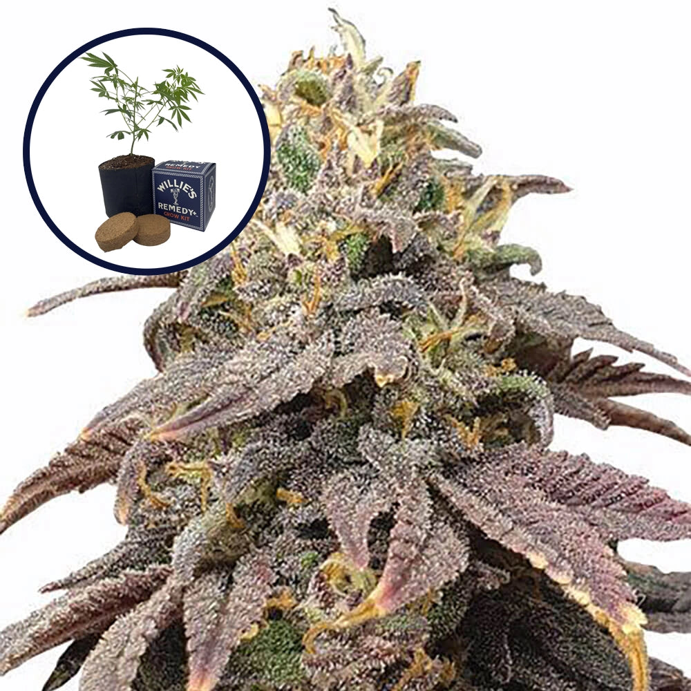 Forbidden Fruit Grow Kit (THCA)