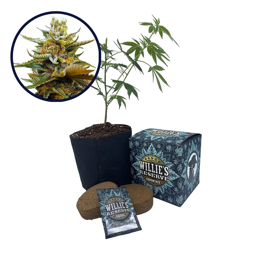 G13 Strain High Yield Grow Kit