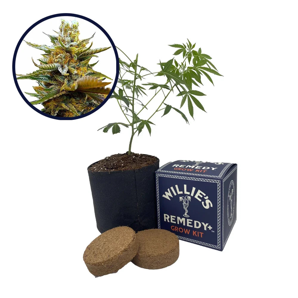 G13 Strain Grow Kit