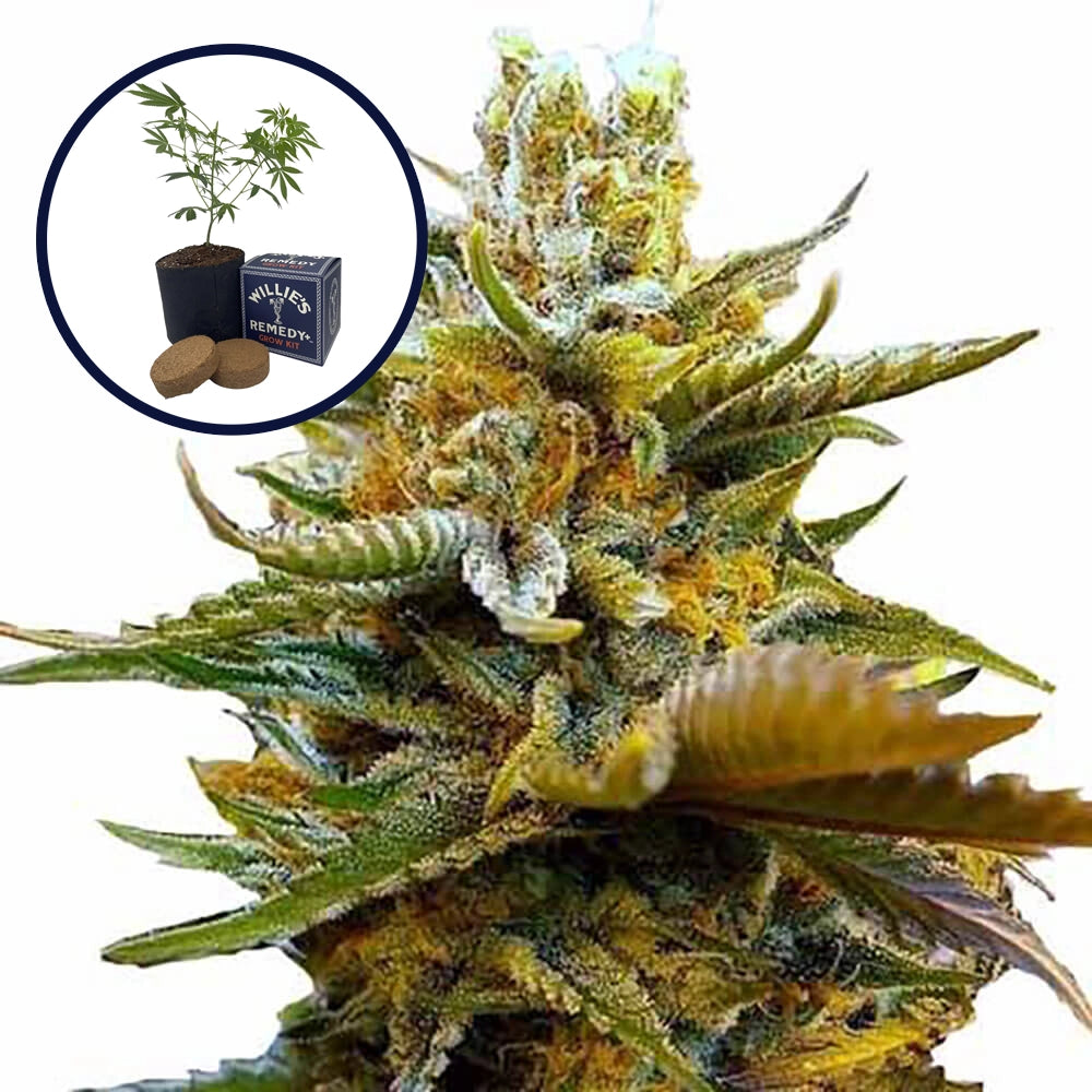 G13 Grow Kit