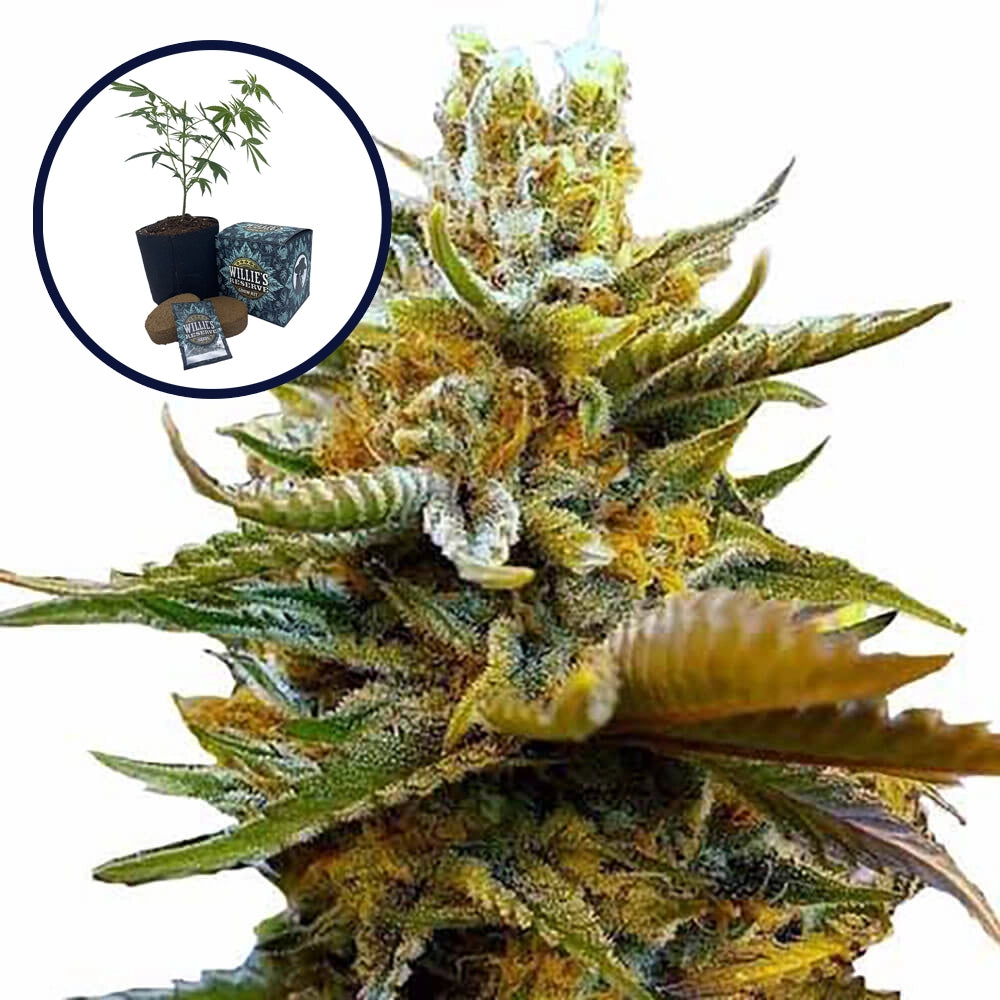 G13 High Yield Grow Kit