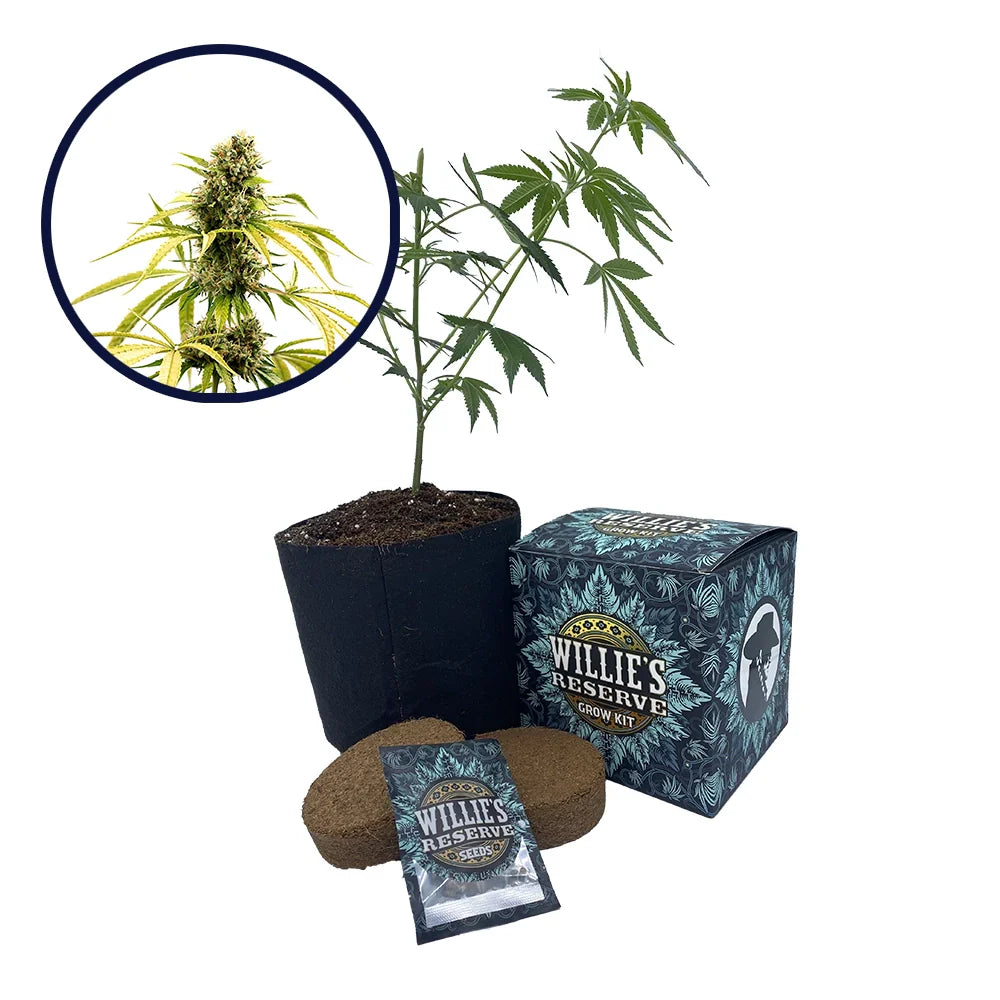 GG4 Strain High Yield Grow Kit