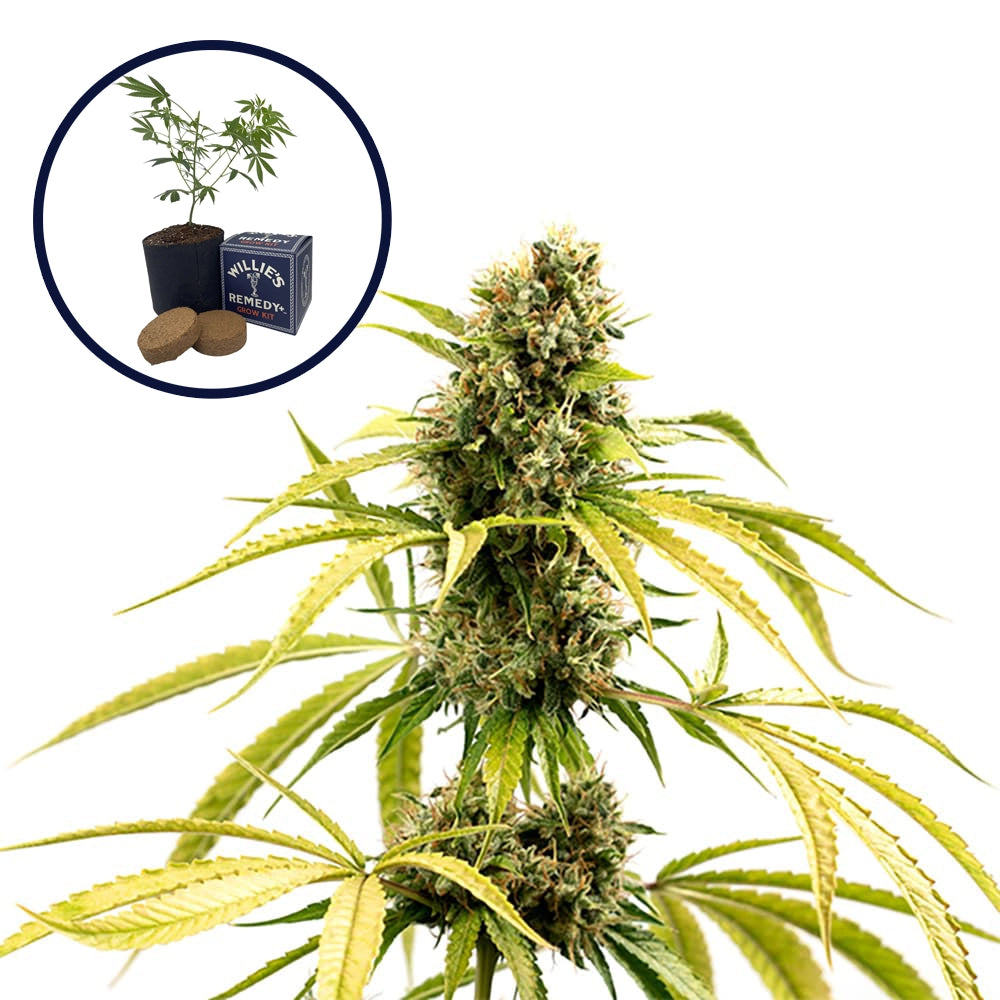 GG4 Grow Kit