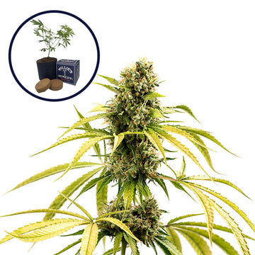 GG4 Grow Kit
