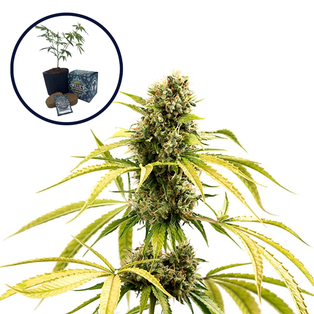 GG4 High Yield Grow Kit