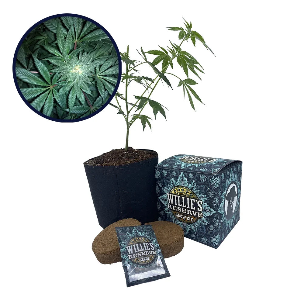 GMO Cookies Strain High Yield Grow Kit