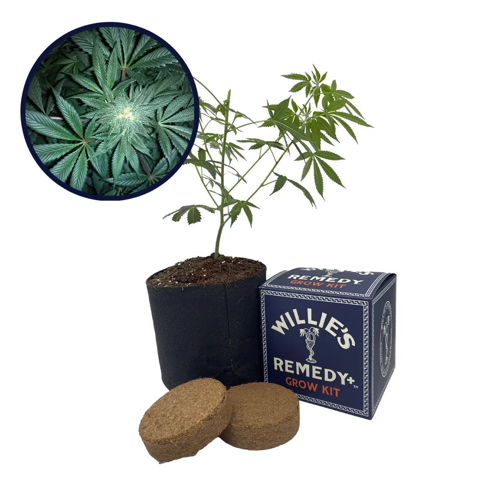 GMO Cookies Strain Grow Kit