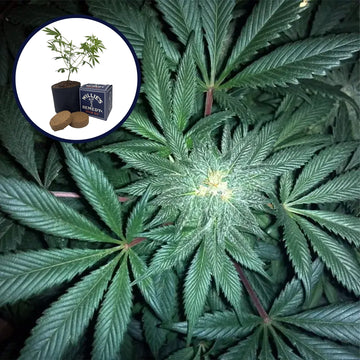 GMO Cookies Grow Kit