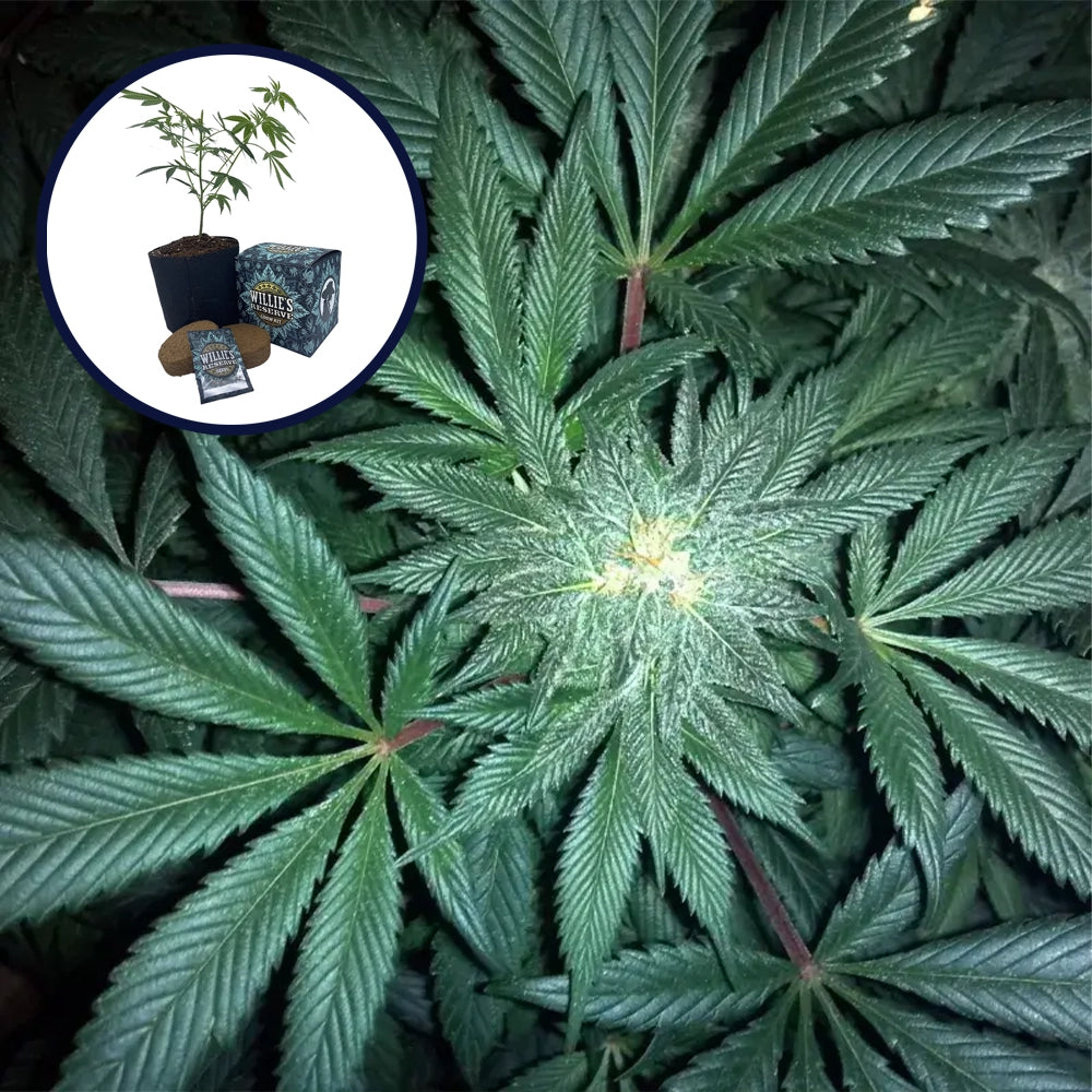 GMO Cookies High Yield Grow Kit