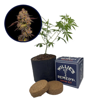 Gary Payton Strain Grow Kit Seeds