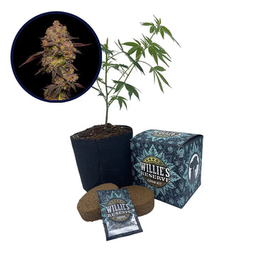 Gary Payton Strain High Yield Grow Kit Seeds