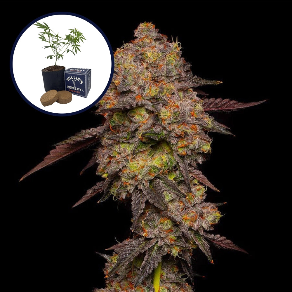 Gary Payton Grow Kit Seeds