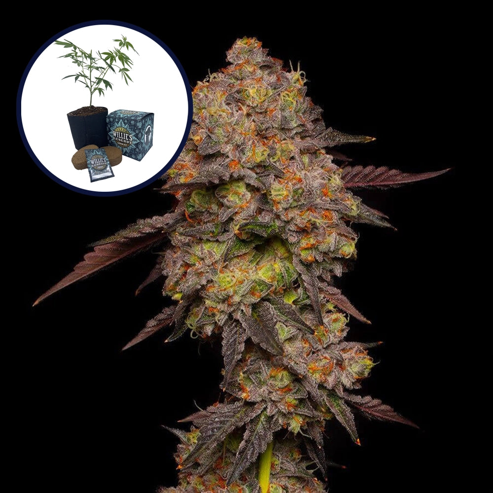 Gary Payton High Yield Grow Kit Seeds