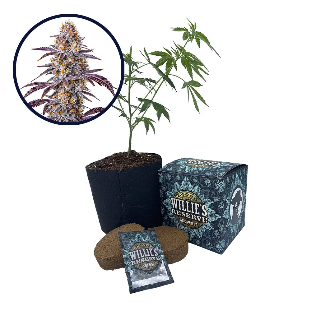Gelato 33 Strain High Yield Grow Kit