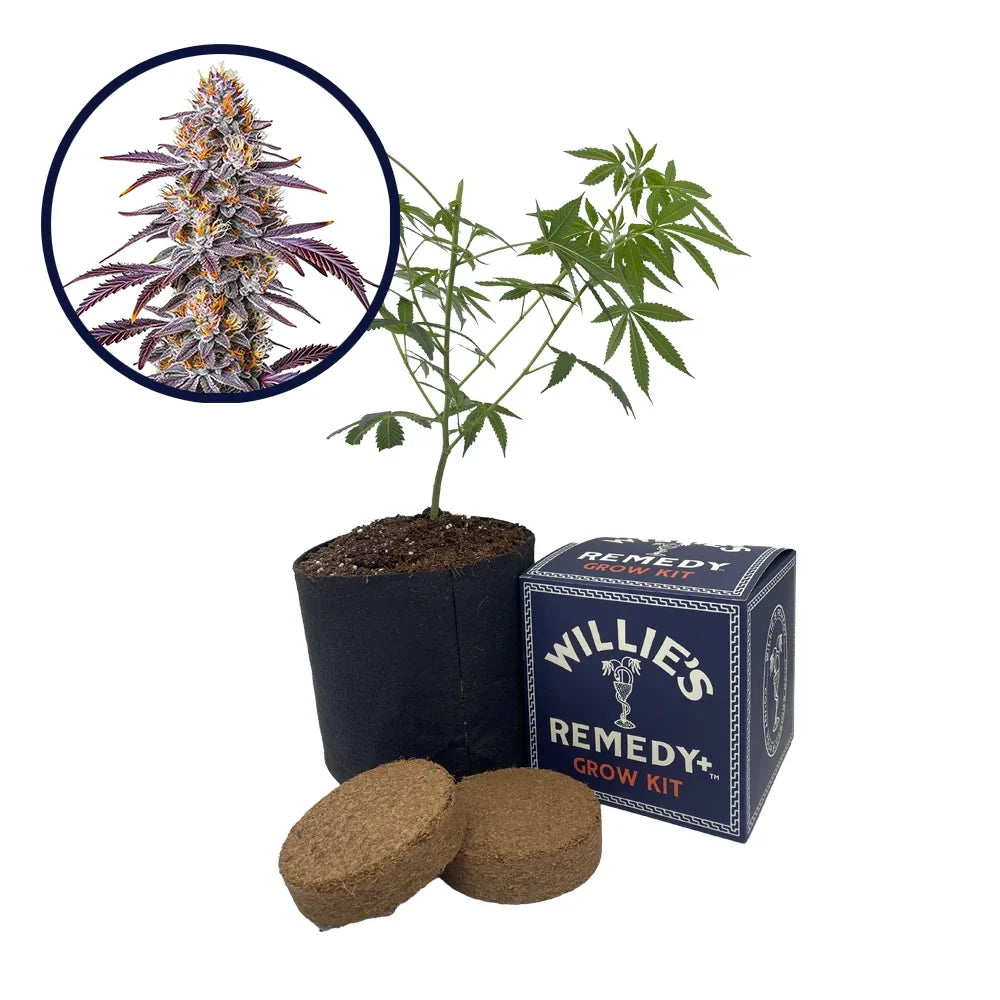 Gelato 33 Strain Grow Kit