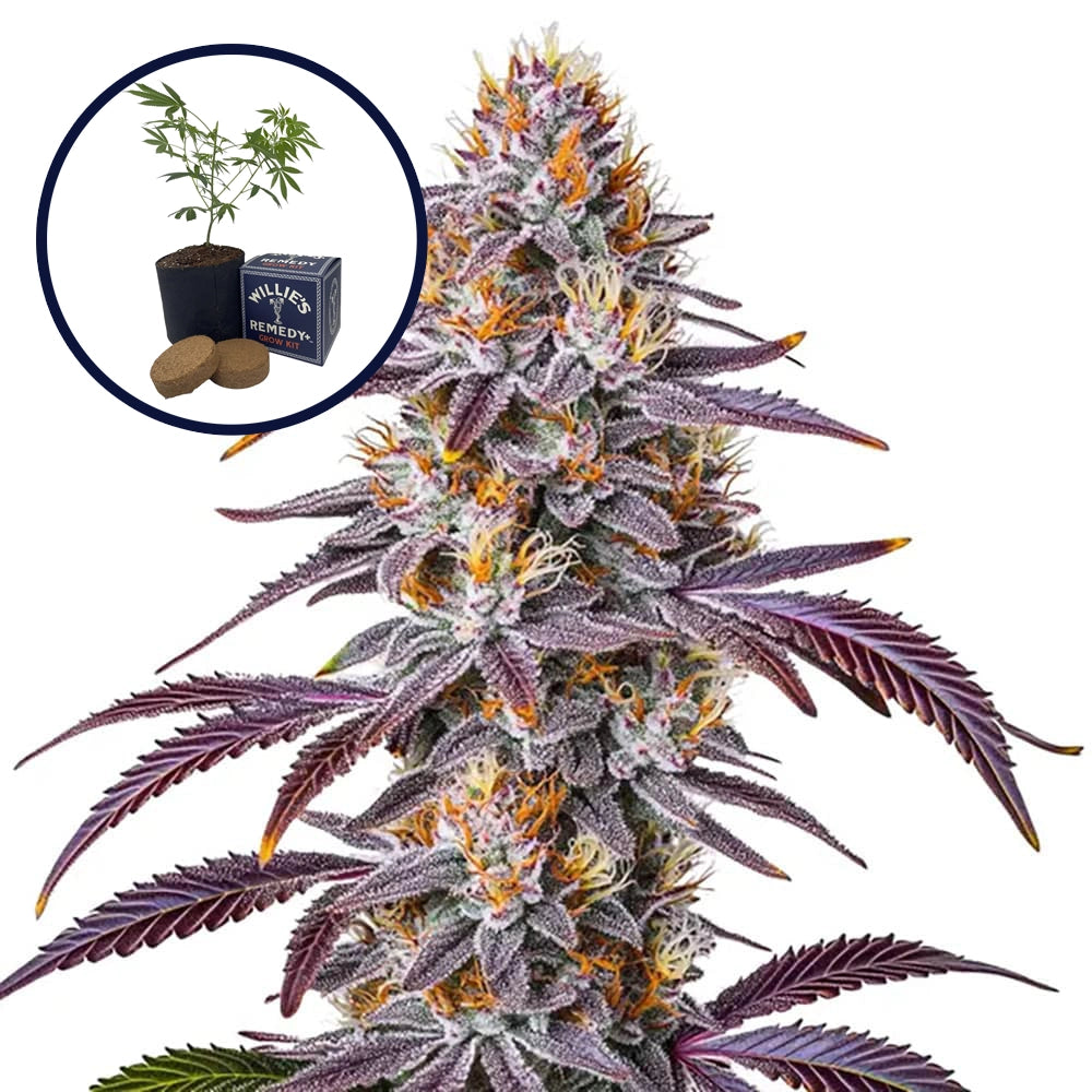 Gelato 33 Grow Kit